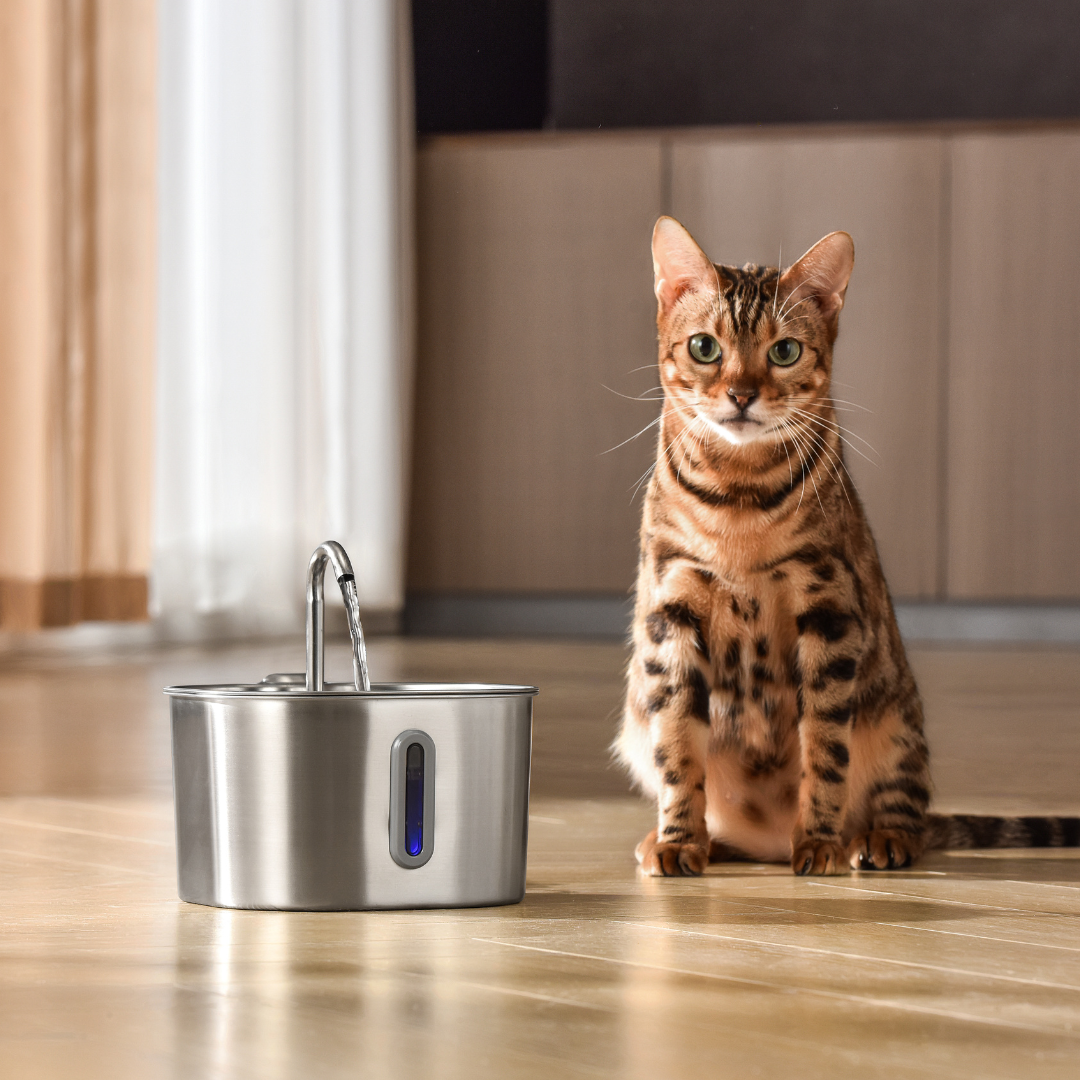 The KittySpout™ - 2.2L Hydration & Playtime Value Bundle