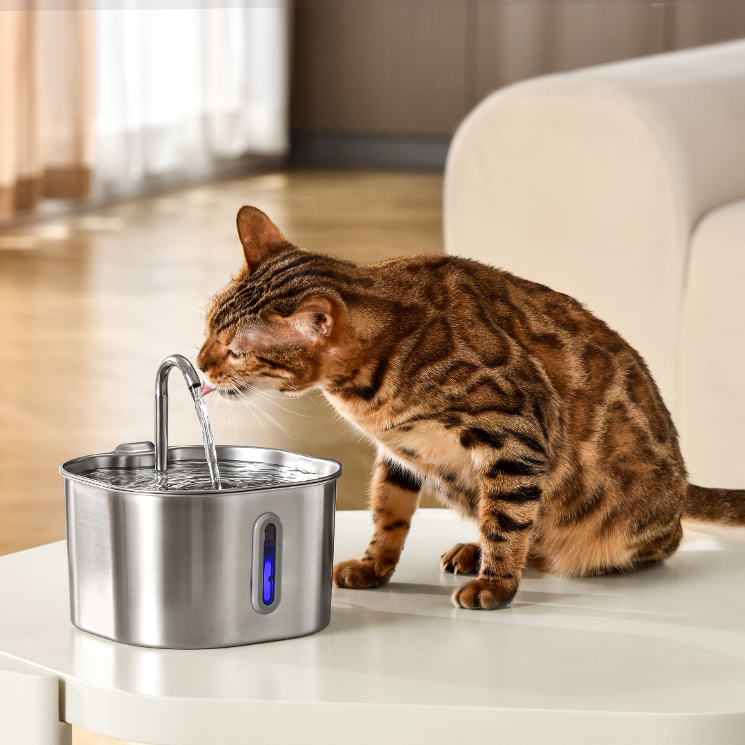 The KittySpout™ - 2.2L Hydration & Playtime Value Bundle