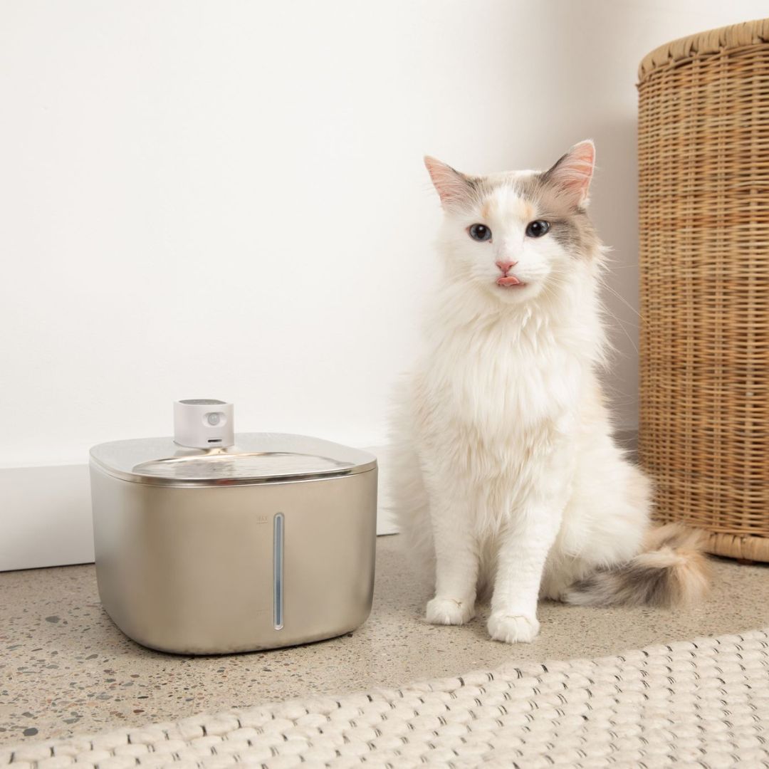 Wireless Big Cat Family Bundle