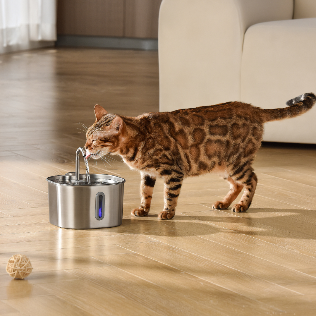 The KittySpout™ - 2.2L Hydration & Health Bundle
