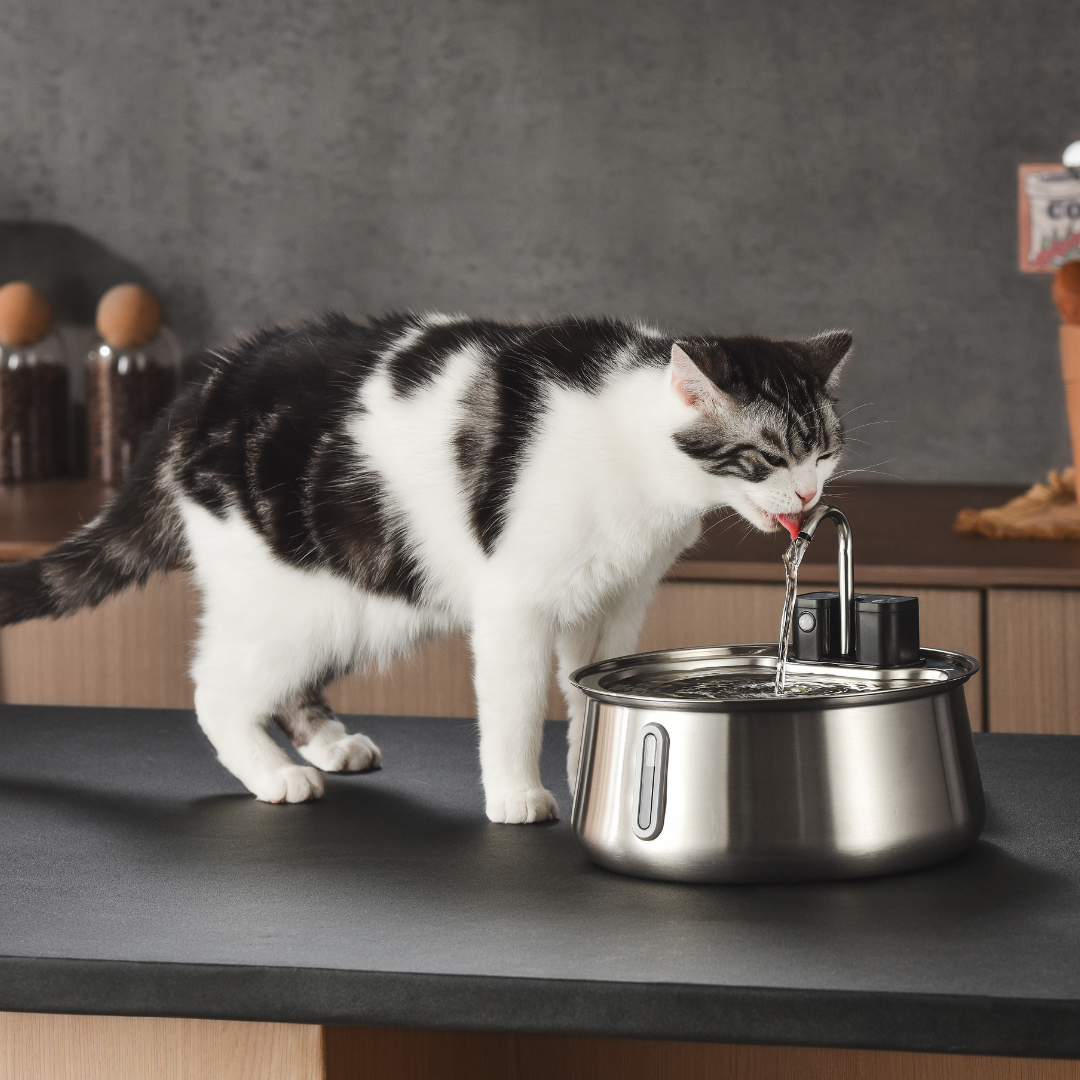 Wireless 2.0 Purrr-fect KittySpout Kit