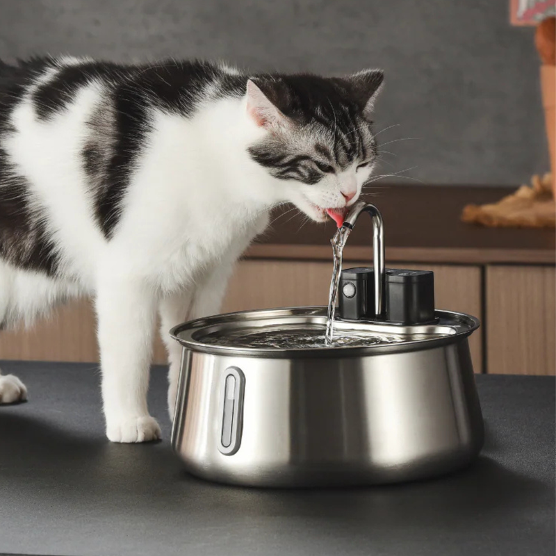 Why KittySpout?