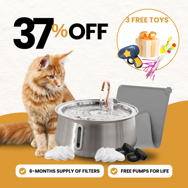 The Purrr-fect KittySpout Kit